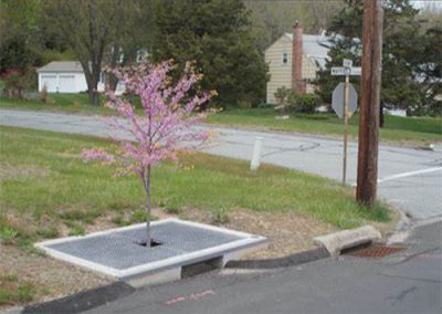 Tree Filter | CT Stormwater Quality Manual
